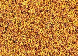 koniczyna-lakowa-czerwona-viola-kwalifikat-c1-roslina-pastewna-1-kg