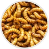 alegia-macznik-suszony-60g-marka-alegia
