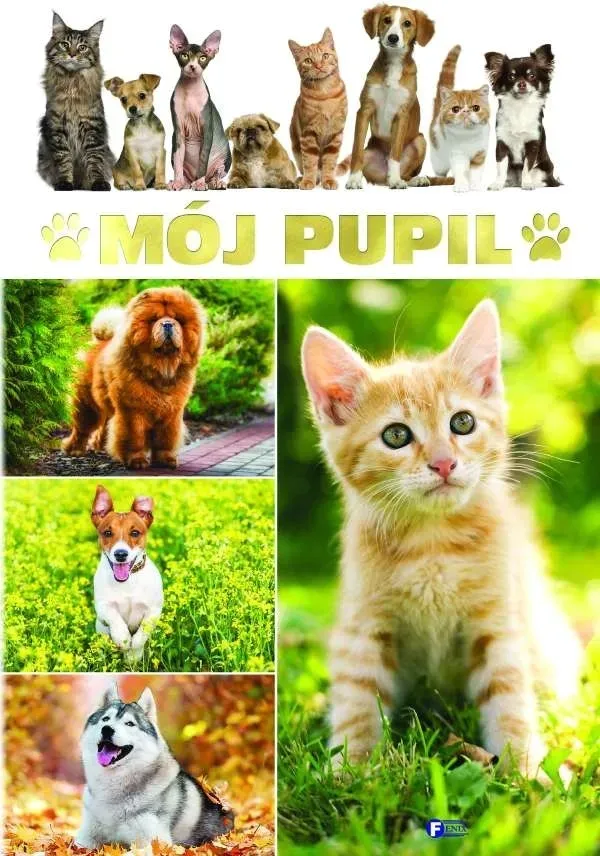 moj-pupil-stan-nowy