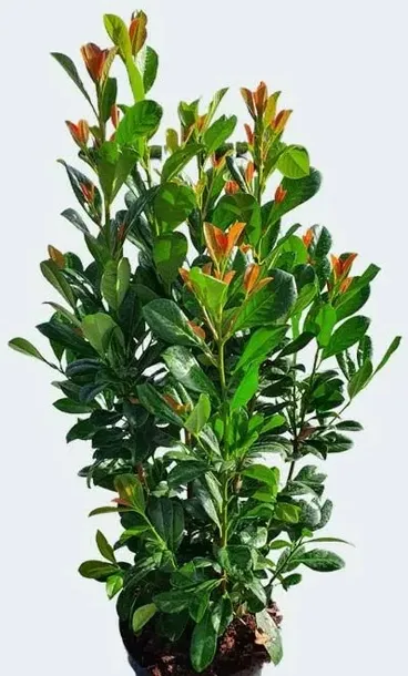 Laurowiśnia Wschodnia BONAPARTE 40-70cm Cesarska Zieleń