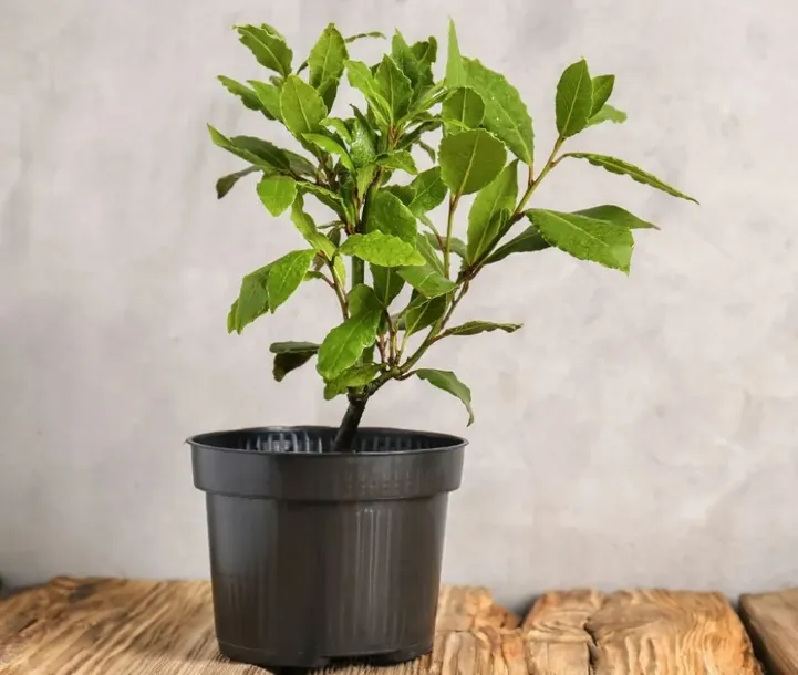 Laurowiśnia Wschodnia NOVITA 40-70cm Stylowy Krzew Ozdobny