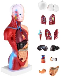 model-anatomiczny-czlowieka-wyjmowane-oragny-15x-do-nauki-tulow-glowa-26cm