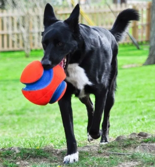chuckit-kick-fetch-small-251101-stan-nowy-rodzaj-inne