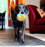 chuckit-indoor-ball-213201-rodzaj-inne