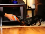chuckit-indoor-ball-213201-stan-nowy-rodzaj-inne