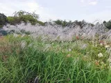 miskant-chinski-memory-perlowe-kwiatostany-c2-kod-produktu-miscanthus43387-etk