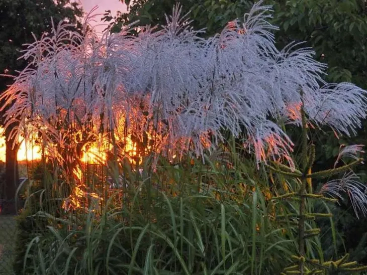 miskant-chinski-memory-perlowe-kwiatostany-c2-kod-producenta-miscanthus43387-etk