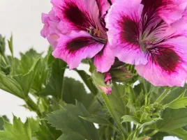 pelargonia-angielska-grandiflorum-lilac-purple-sadzonki
