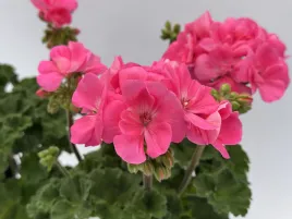 pelargonia-rabatowa-kolor-jasny-roz-pelargonium-zonale