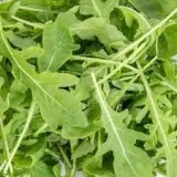 biopon-nasiona-rucola-05g-rodzaj-rosliny-inny