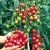 biopon-nasiona-pomidor-typ-cherry-01g-rodzaj-rosliny-pomidory