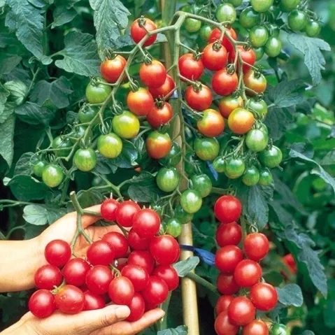 biopon-nasiona-pomidor-typ-cherry-01g