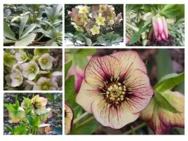 helleborus-rarytasy-3-rozne-zimowe-ciemierniki-kwiaty-zimy-3szt