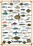 puzzle-1000-sea-fish-6000-0313-kod-producenta-6000-0313