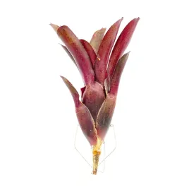 neoregelia-fuego-ancho-zywa-roslina-do-terrarium