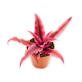 skrytokwiat-cryptanthus-bivittatus-pink-zywa-roslina-do-terrarium