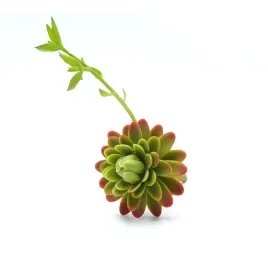 bioplant-blooming-succulent-sztuczny-sukulent-to-terrarium-stepowego-polsu