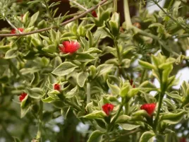 aptenia-sercolistna-mezoo-p9-zwisajacy-sukulent-na-balkon-czerwone-kwiaty