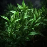 estragon-liscie-40g-waga-40-g