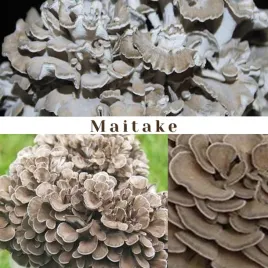 maitake-grow-kit-gotowe-podloze-do-uprawy-grzybow