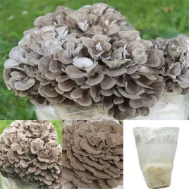 grzybnia-maitake-podloze-gotowe-do-owocowania