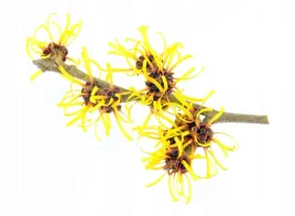 hydrolat-z-oczaru-wirginijskiego-witch-hazel-100-ml