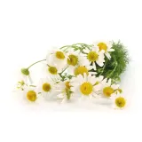 hydrolat-rumiankowy-organic-50-ml