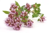 bio-oregano-hydrolate-50ml