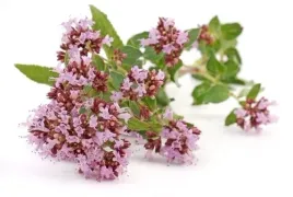 bio-oregano-hydrolate-50ml