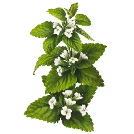 hydrolat-z-melisy-melissa-officinalis-50-ml