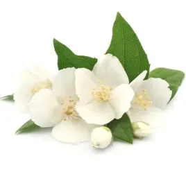 maslo-jasminowe-kosmetyczne-1kg