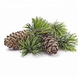 olej-sosnowy-eteryczny-pine-sylvestris-100-ml