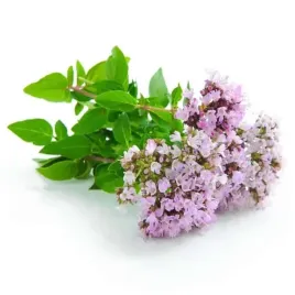 olej-paczulowy-eteryczny-patchouli-50-ml