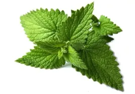 olej-eteryczny-mietowy-mentha-arvensis-7-ml