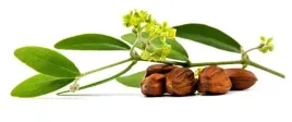 olej-jojoba-golden-nierafinowany-50-ml