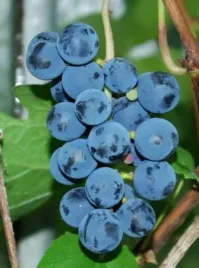 winorosl-hasansky-sladky-vitis-w-p11-wysokosc-60-80-cm