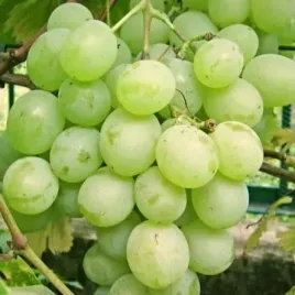 winorosl-talizman-vitis-w-doniczkach-p9-wysokosc-30-40-cm