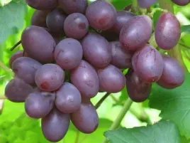 winorosl-zodiak-vitis-w-doniczkach-p11-wysokosc-40-60-cm