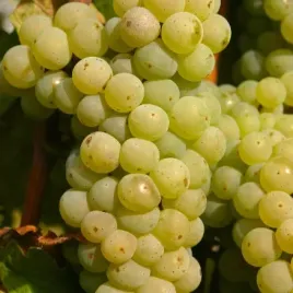 winorosl-johanniter-vitis-w-p11-60-80-cm