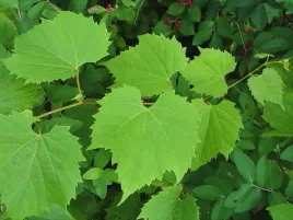 winorosl-pachnaca-tomek-vitis-w-doniczkach-p9-wysokosc-30-40-cm