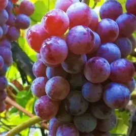 winorosl-bezpestkowa-reliance-vitis-w-doniczkach-p11-wysokosc-30-50-cm