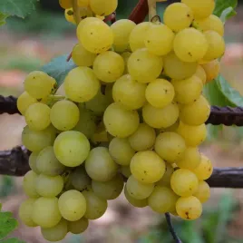 winorosl-liepajas-dzintras-vitis-w-domniczkach-p9-wysokosc-30-40-cm