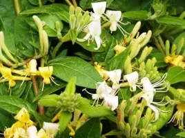 wiciokrzew-zaostrzony-lonicera-w-doniczkach-p11-40-60-cm