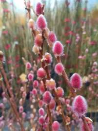 wierzba-smukloszyjkowa-mt-aso-na-pniu-salix-w-c2-drzewko-80-90-cm