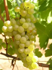 winorosl-saint-pepin-vitis-w-doniczkach-p9-wysokosc-40-60-cm