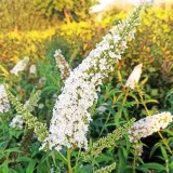budleja-dawida-white-profusion-buddleja-w-p11-20-30-cm