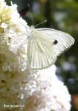 budleja-dawida-white-profusion-buddleja-w-p11-20-30-cm-kolor-kwiatow-biale