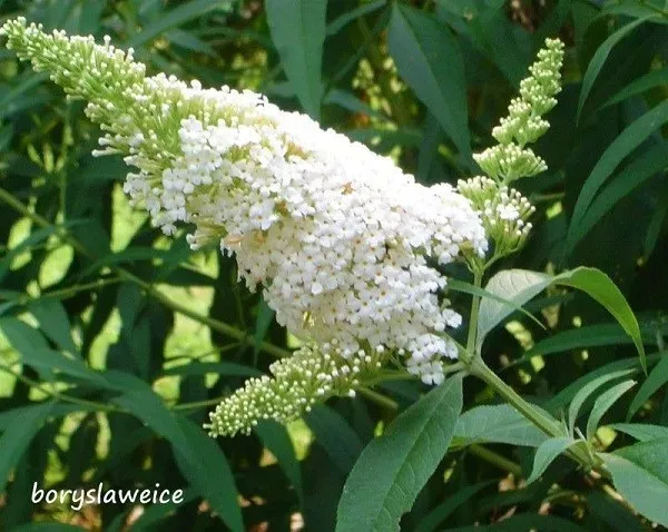 budleja-dawida-white-profusion-buddleja-w-p11-20-30-cm-waga-z-opakowaniem-1-2-kg