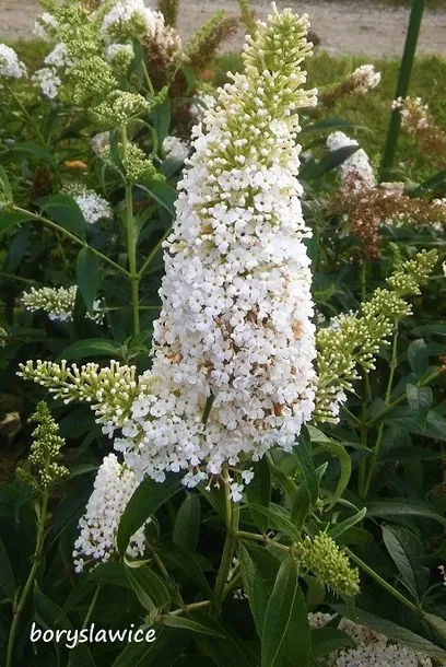 budleja-dawida-white-profusion-buddleja-w-p11-20-30-cm-roslina-w-postaci-sadzonka-w-pojemniku-1-2l