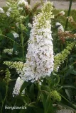 budleja-dawida-white-profusion-buddleja-w-p11-20-30-cm-roslina-w-postaci-sadzonka-w-pojemniku-1-2l